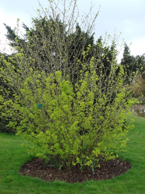 Caragana arborescens silhouette P9 P28